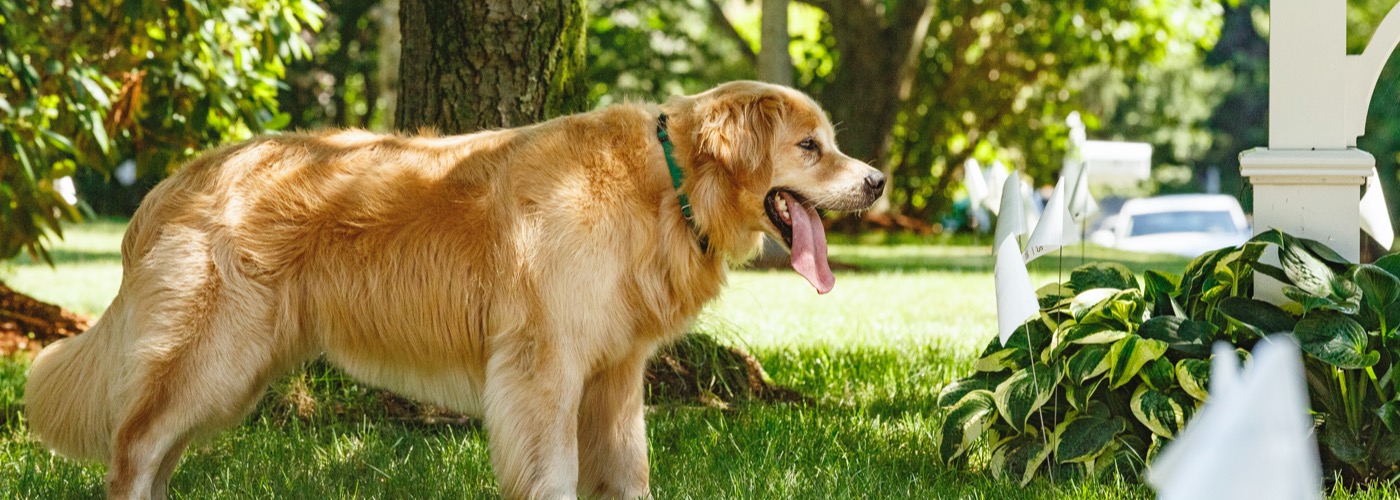 DogWatch of Memphis, Henderson, Tennessee | Outdoor Hidden Dog Fences Slider Image